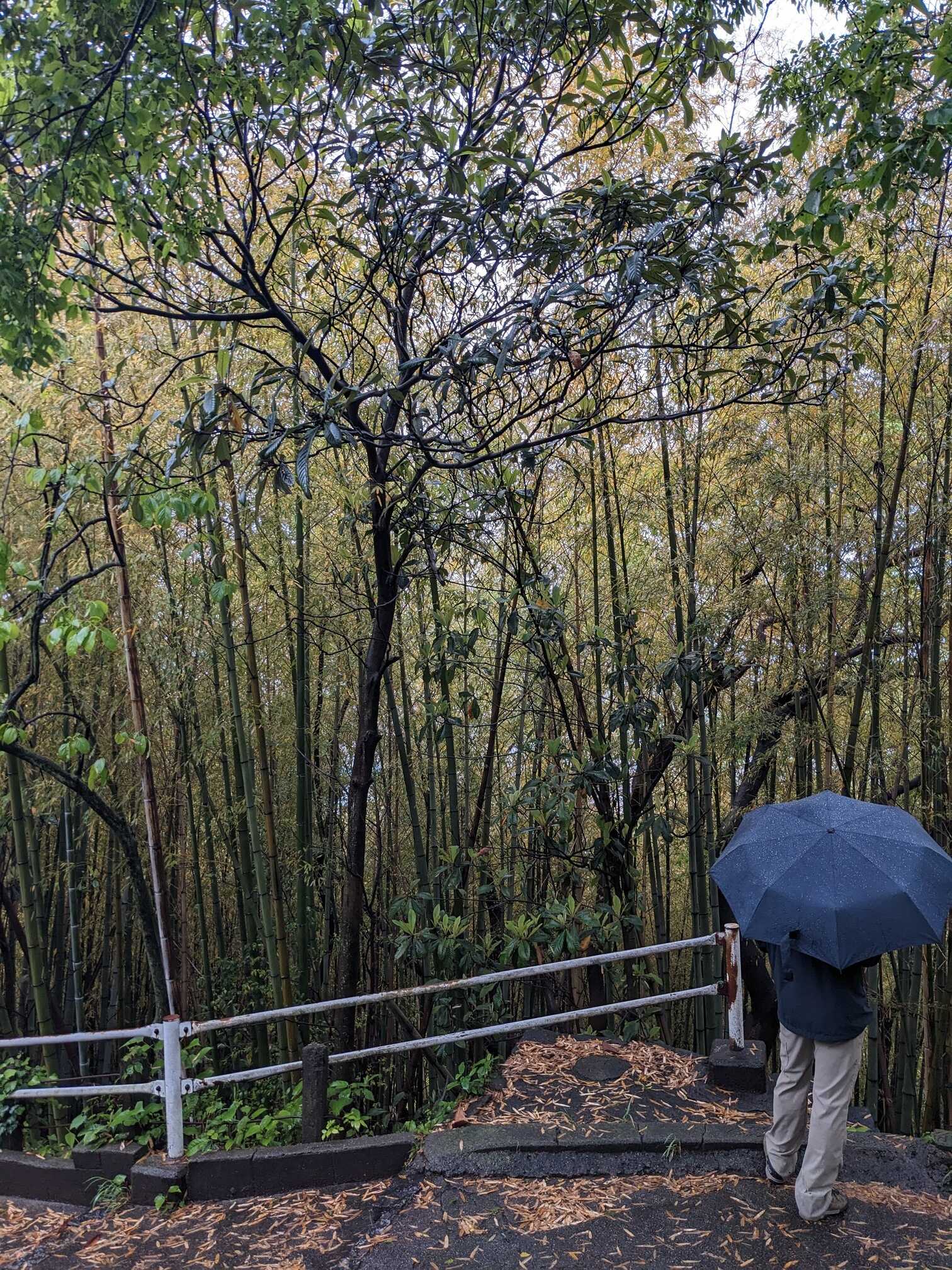 A path through the bamboo presented itself