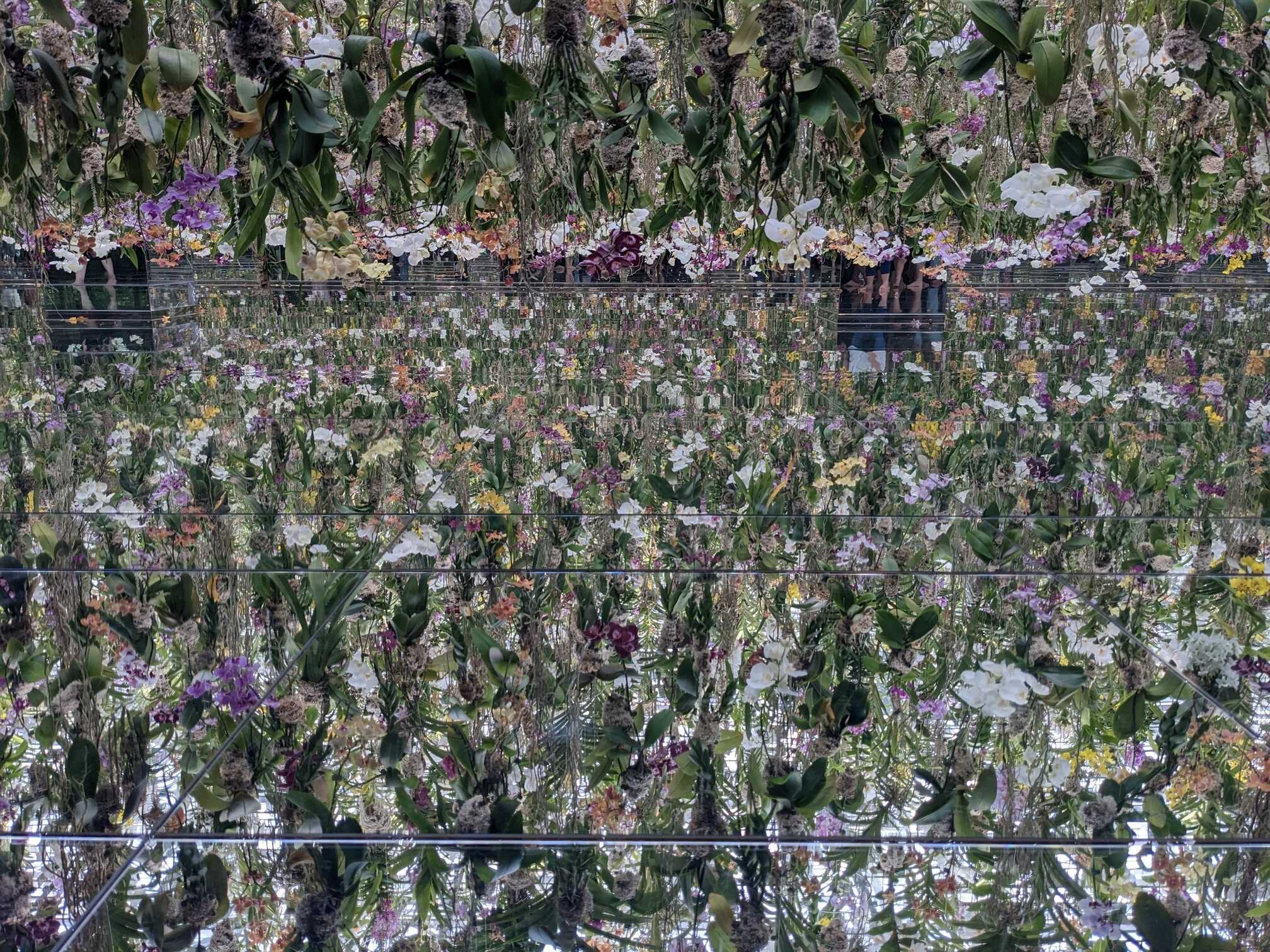 Hanging orchids