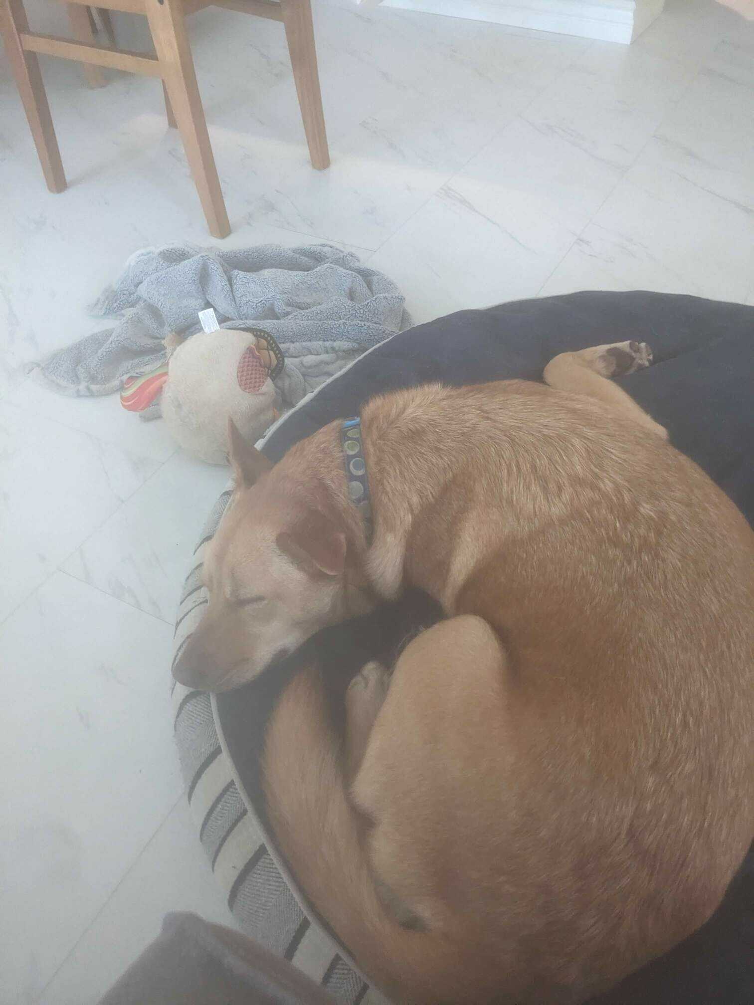 Our very tired dog